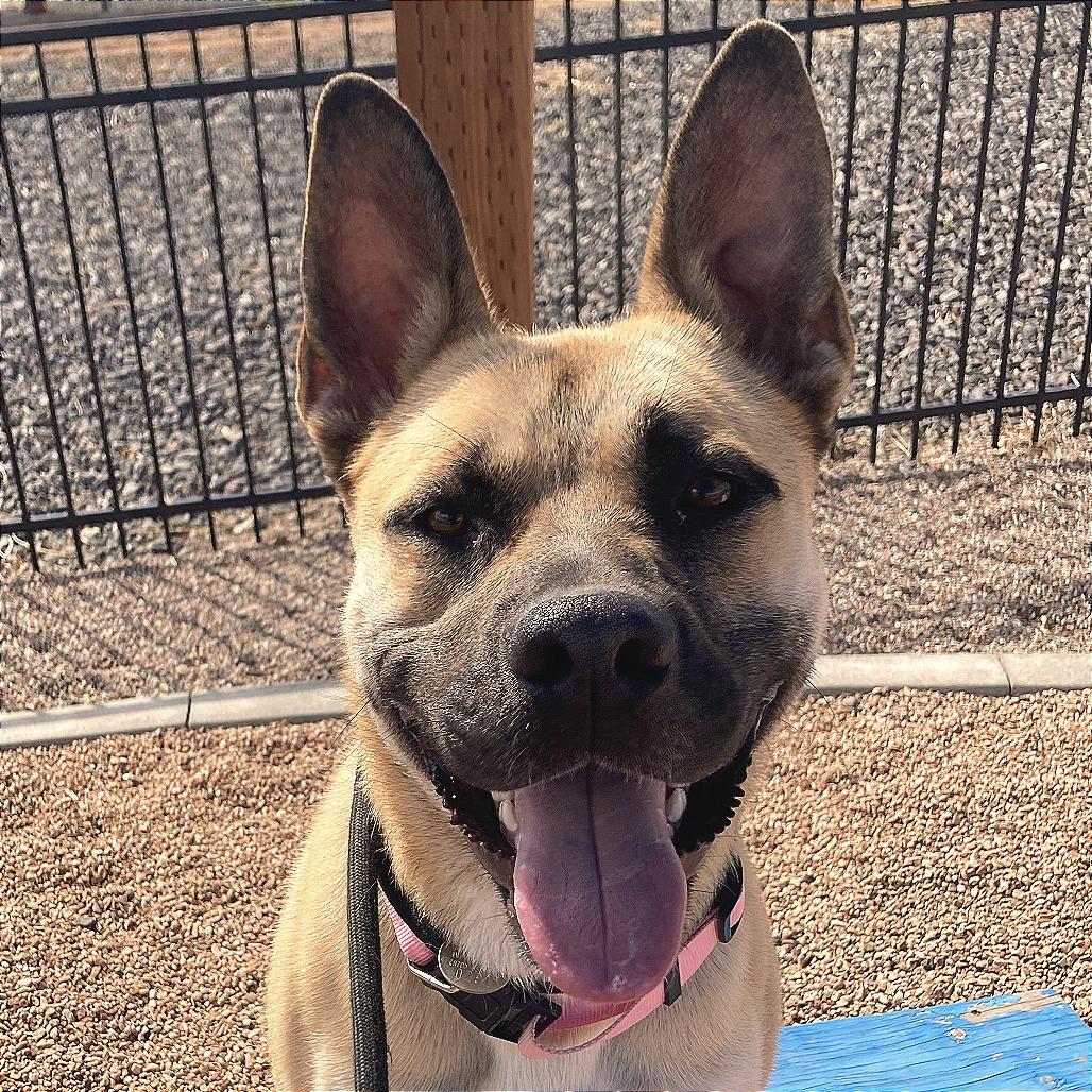 Cinnamon, Adoptable, Adult Female German Shepherd Dog & Pit Bull Terrier.