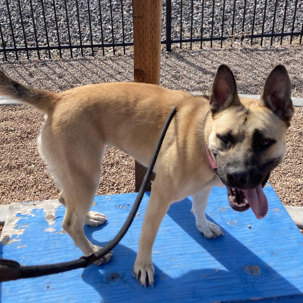 Enlarge Cinnamon, a Adoptable mixed breed in Cedaredge, CO image 2/6