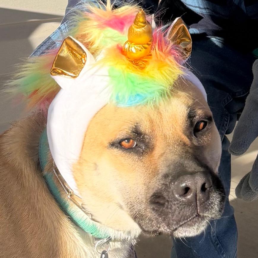 Enlarge Cinnamon, a Adoptable mixed breed in Cedaredge, CO image 3/6