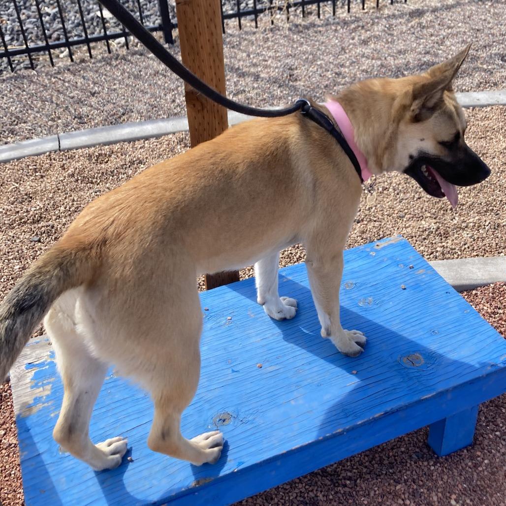 Enlarge Cinnamon, a Adoptable mixed breed in Cedaredge, CO image 4/6