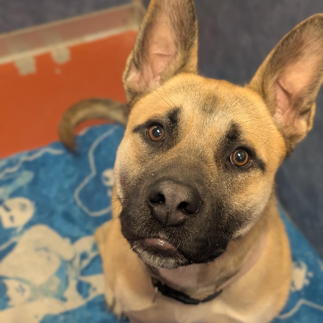 Enlarge Cinnamon, a Adoptable mixed breed in Cedaredge, CO image 5/6