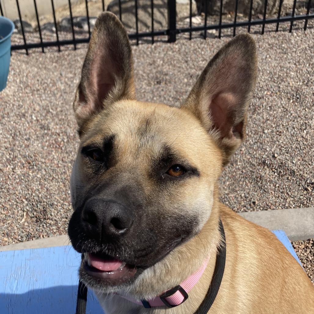 Enlarge Cinnamon, a Adoptable mixed breed in Cedaredge, CO image 6/6