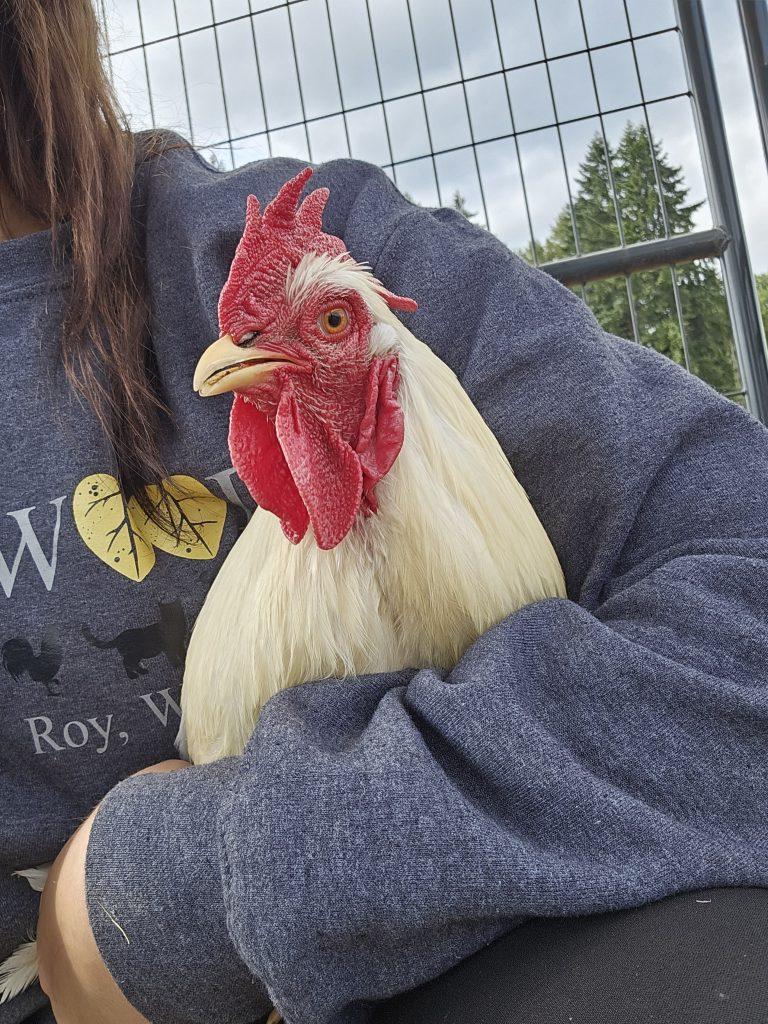 Enlarge Onion and hens, a Adopted Chicken in Roy, WA image 1/3