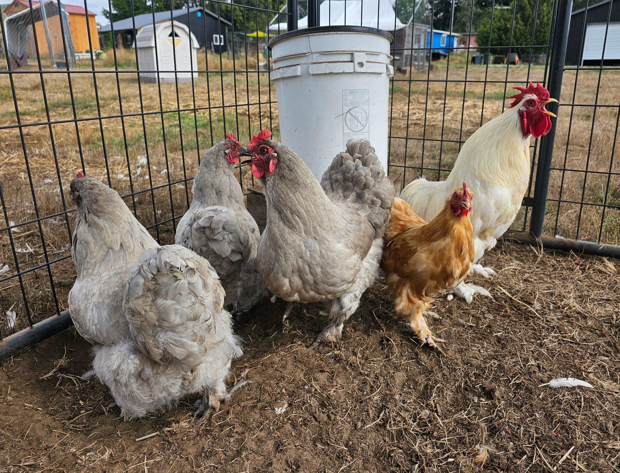 Enlarge Onion and hens, a Adopted Chicken in Roy, WA image 2/3