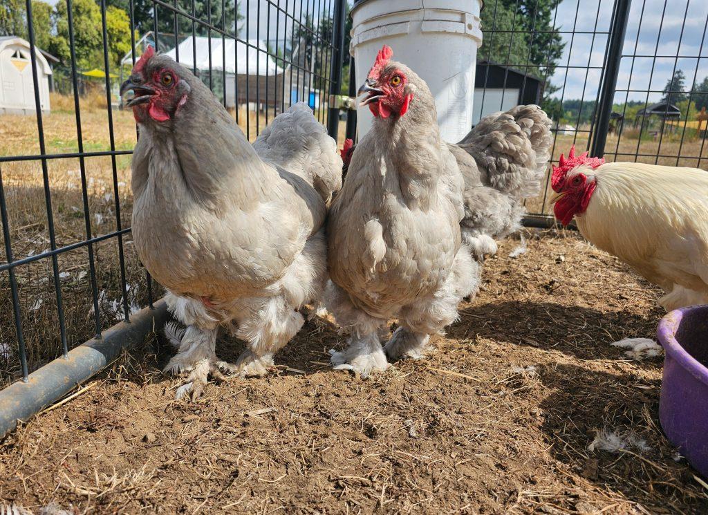 Enlarge Onion and hens, a Adopted Chicken in Roy, WA image 3/3