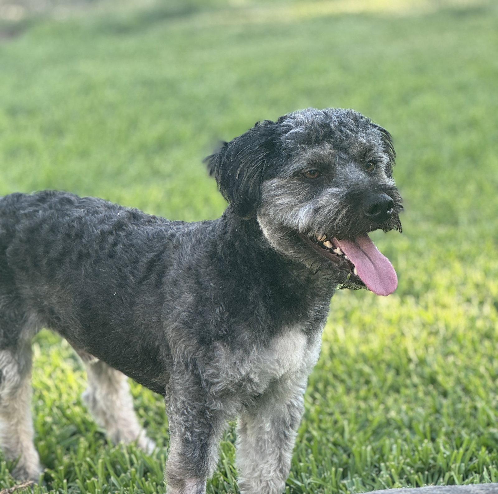 Benji, Adoptable, Adult Male Cockapoo.