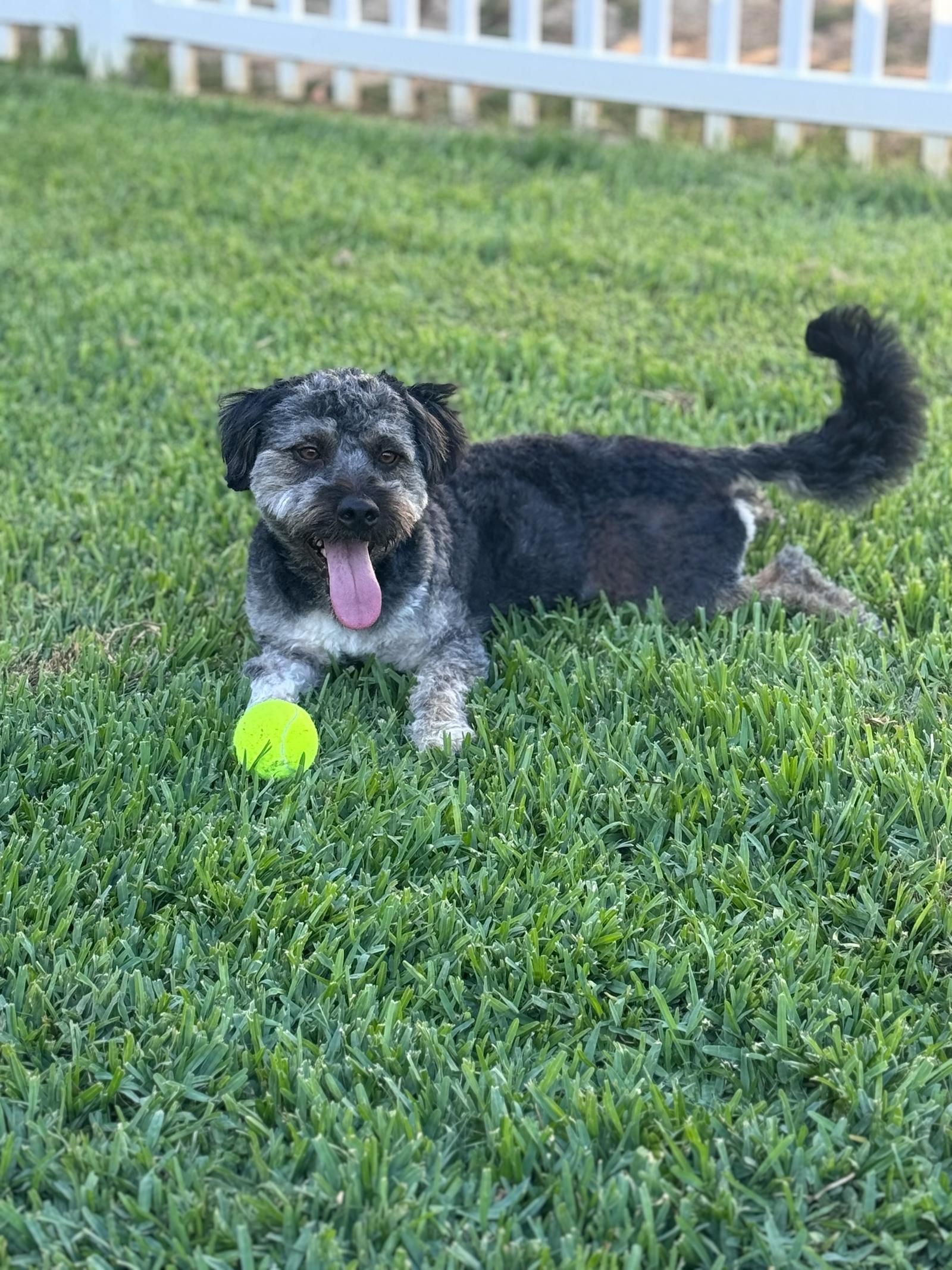 Benji, a Adoptable Cockapoo in Orange, CA image 2/3
