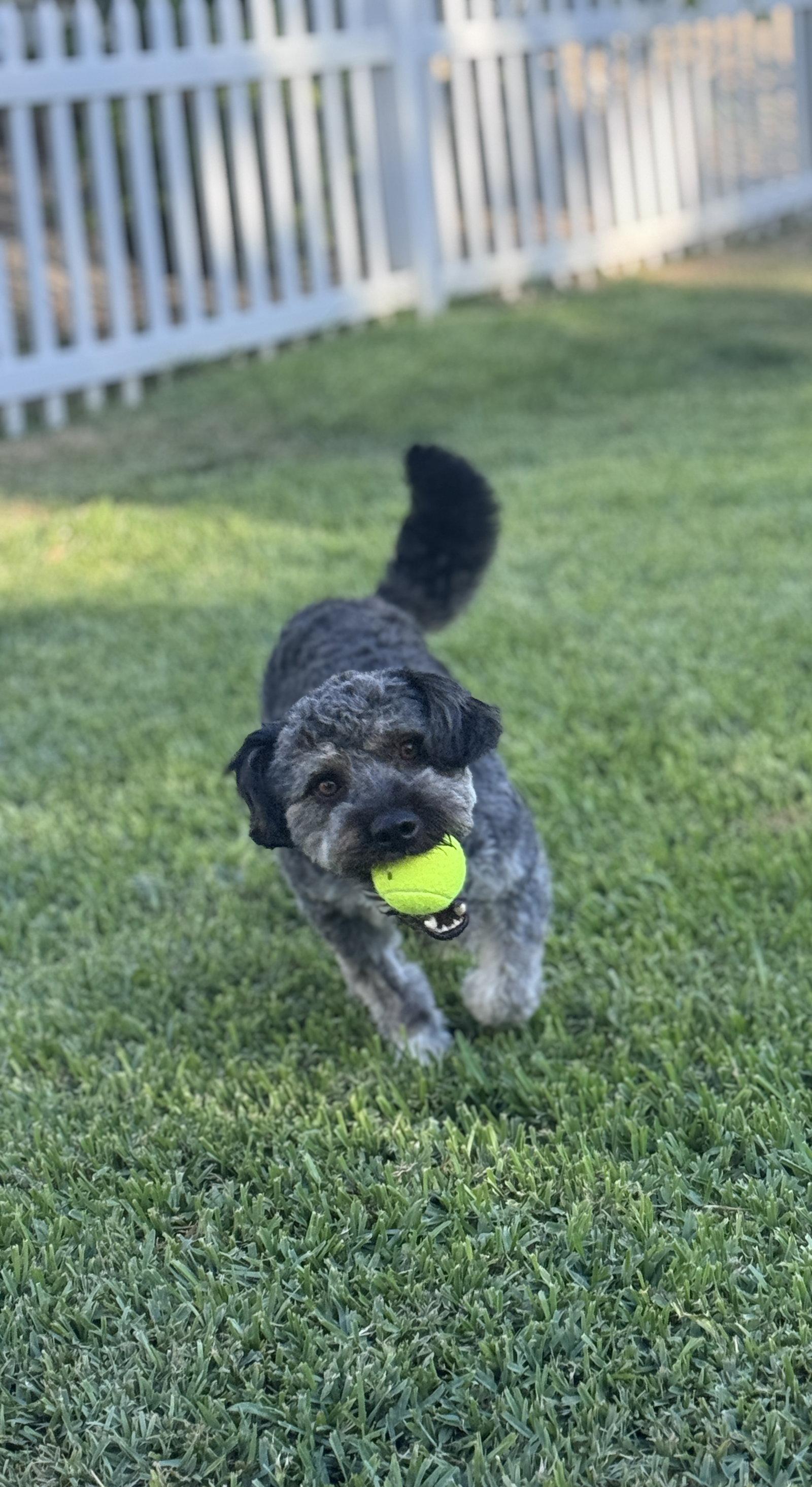 Benji, a Adoptable Cockapoo in Orange, CA image 3/3