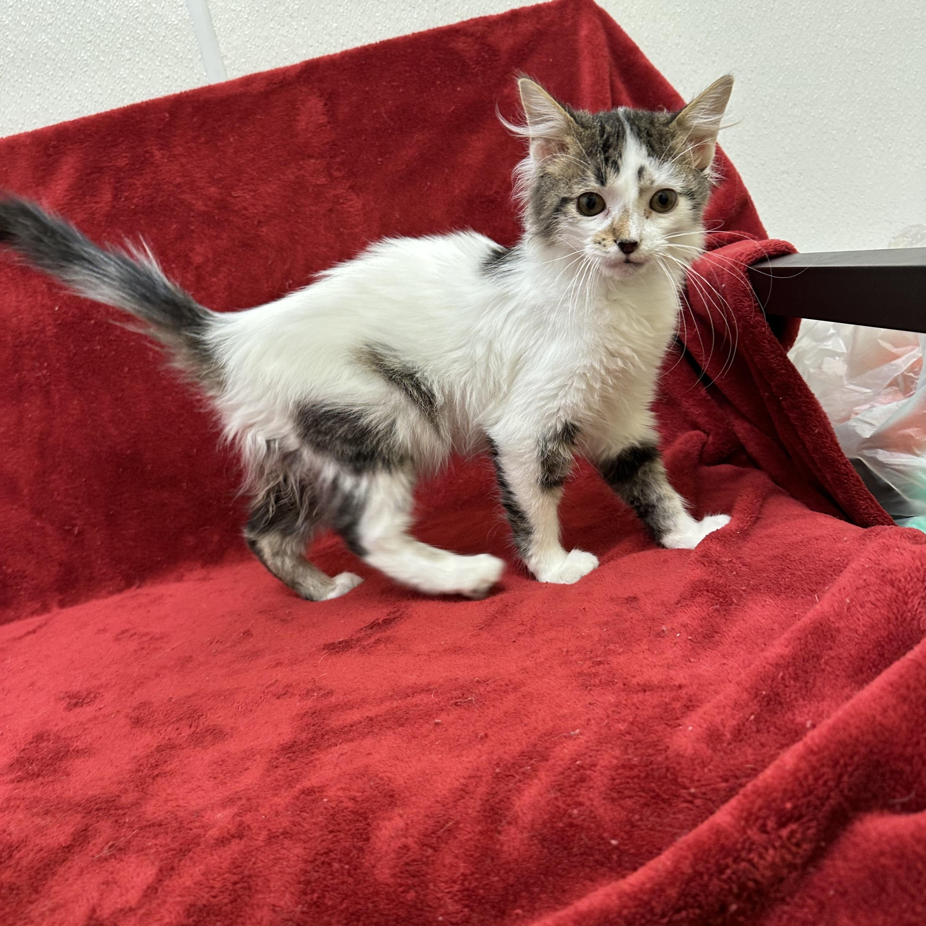 Buzz, adopted, Young Male Domestic Long Hair.