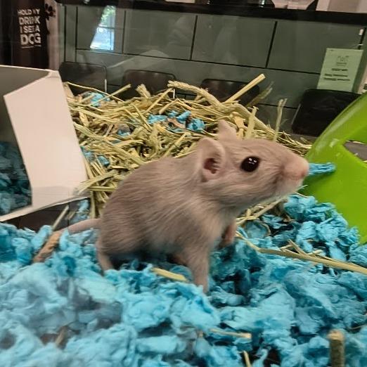 Moe with Eenie-In foster, Adoptable, Baby Female Gerbil.
