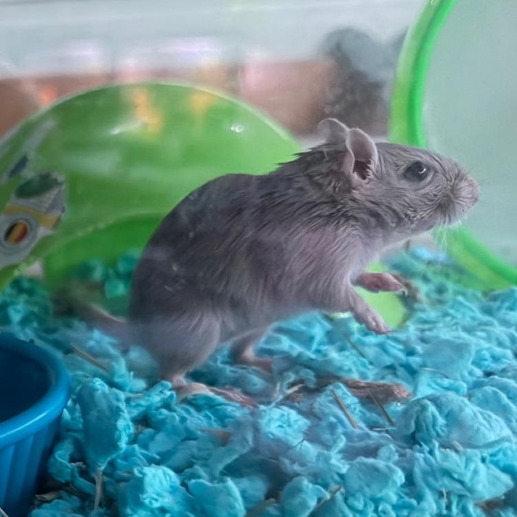 Enlarge Moe with Eenie-In foster, a Adoptable Gerbil in Springfield, MA image 2/3