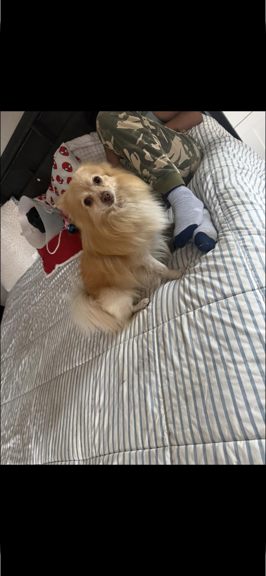 Enlarge Mickey , an adopted Pomeranian in Garland, TX image 1/1
