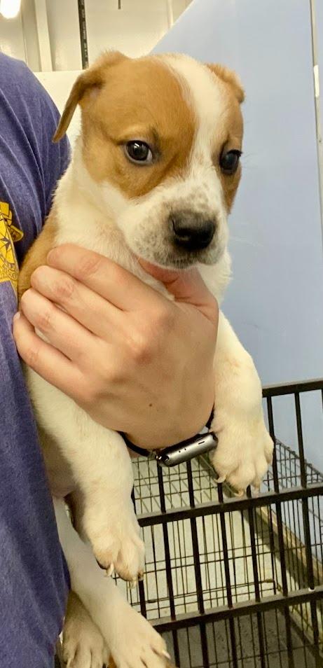 Randy, Adoptable, Young Male Mixed Breed.