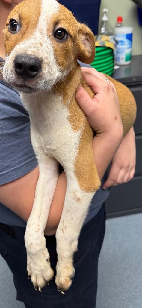 Randy, a Adoptable mixed breed in Sapulpa, OK image 2/3