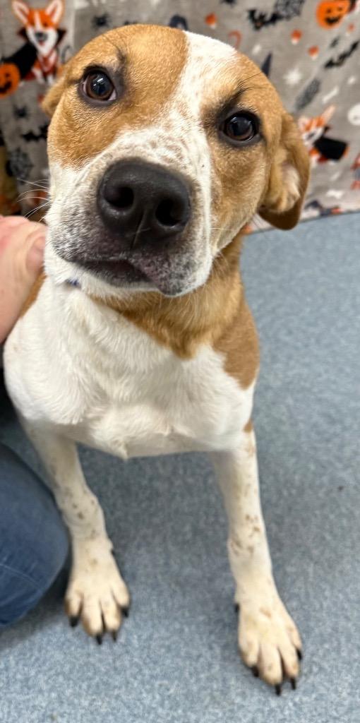 Randy, a Adoptable mixed breed in Sapulpa, OK image 3/3