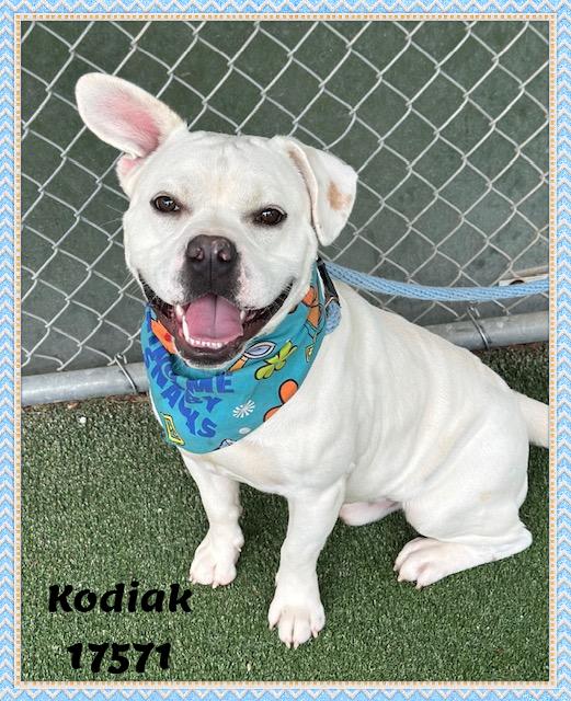 Enlarge KODIAK, a ADOPTABLE mixed breed in Marietta, GA image 6/6