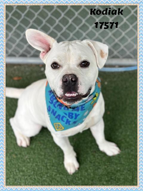 Enlarge KODIAK, a ADOPTABLE mixed breed in Marietta, GA image 3/6