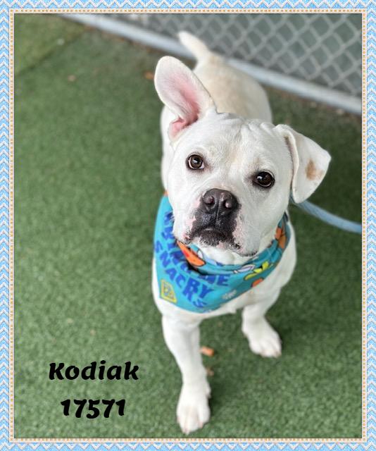 Enlarge KODIAK, a ADOPTABLE mixed breed in Marietta, GA image 2/6
