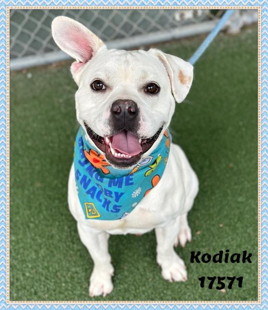 Enlarge KODIAK, a ADOPTABLE mixed breed in Marietta, GA image 1/6