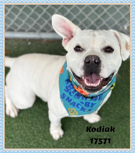 Enlarge KODIAK, a ADOPTABLE mixed breed in Marietta, GA image 4/6