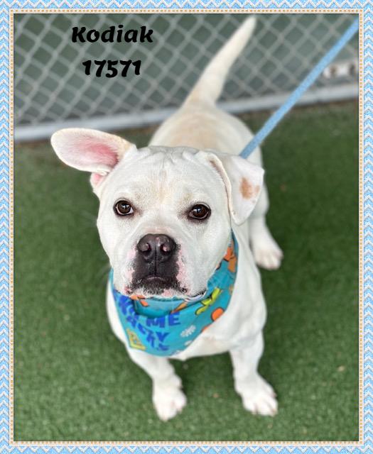 Enlarge KODIAK, a ADOPTABLE mixed breed in Marietta, GA image 5/6