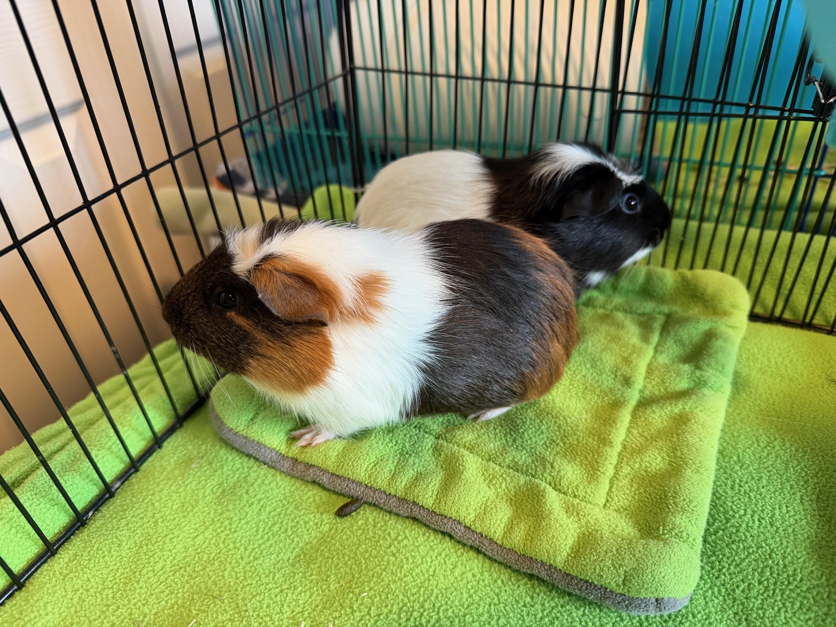 Pumpernickel and Rye, ADOPTABLE, Baby Male Short-Haired.