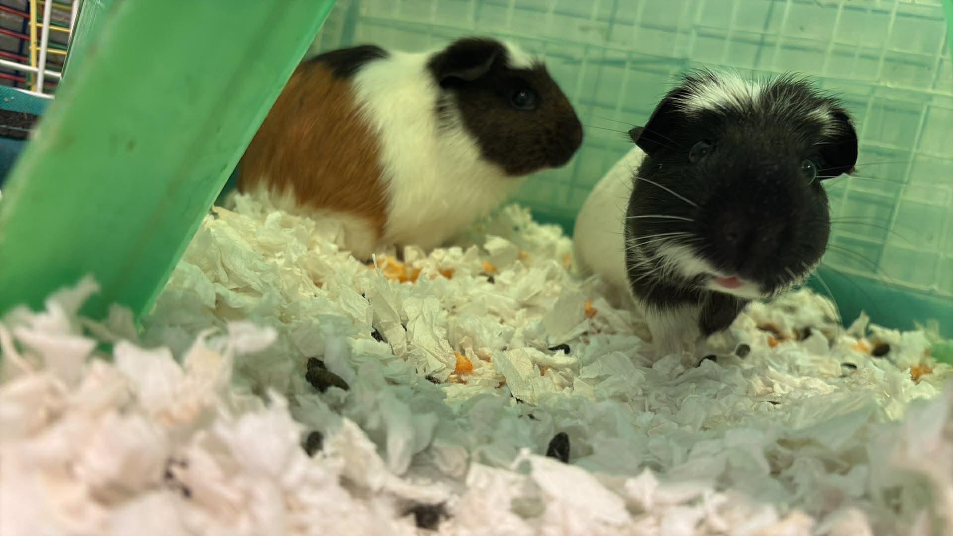 Enlarge Pumpernickel and Rye, a ADOPTABLE Short-Haired in Wellington, CO image 2/2