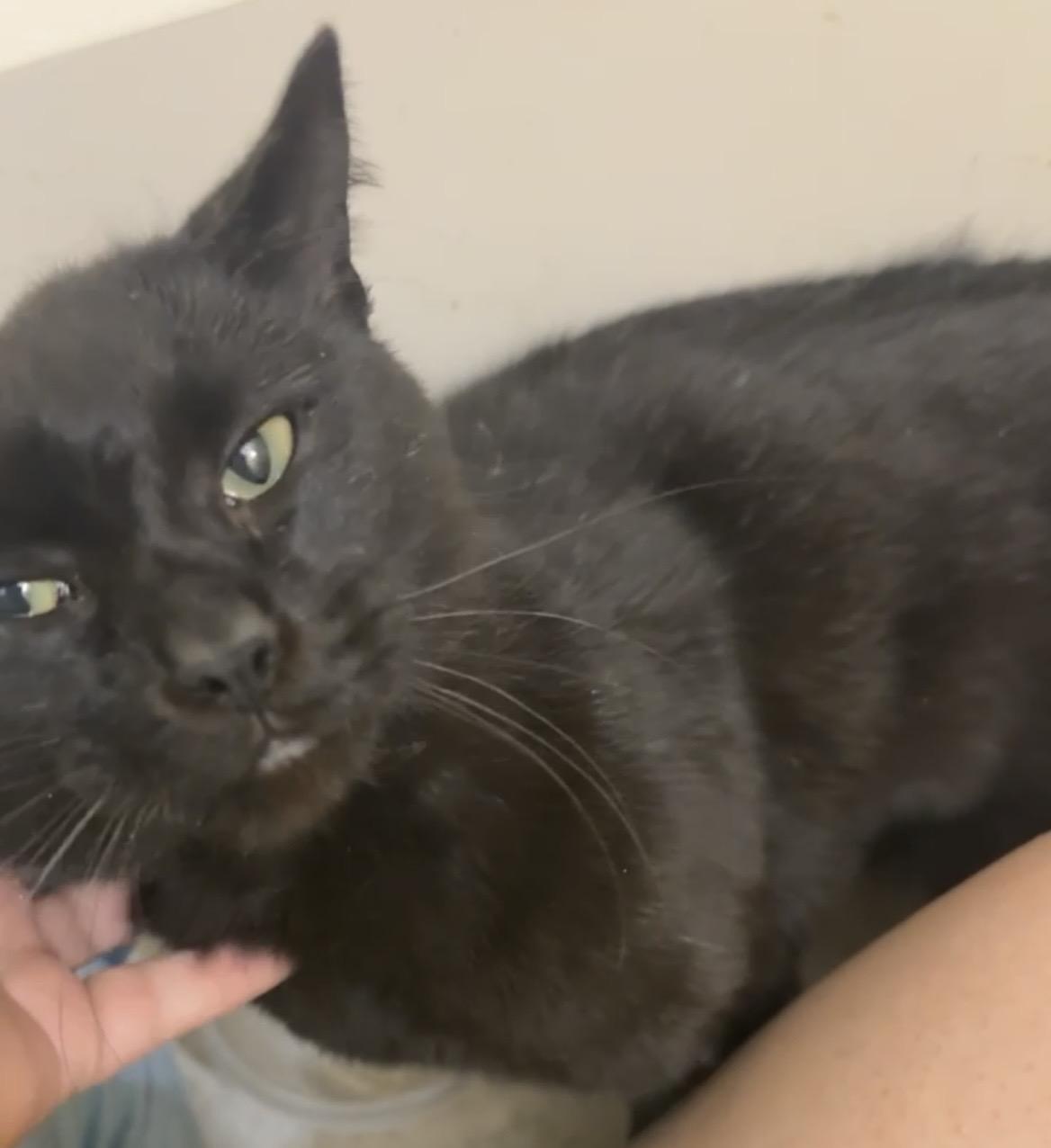 Enlarge Bhikkhu , a ADOPTABLE Domestic Short Hair in Greensboro, NC image 1/2