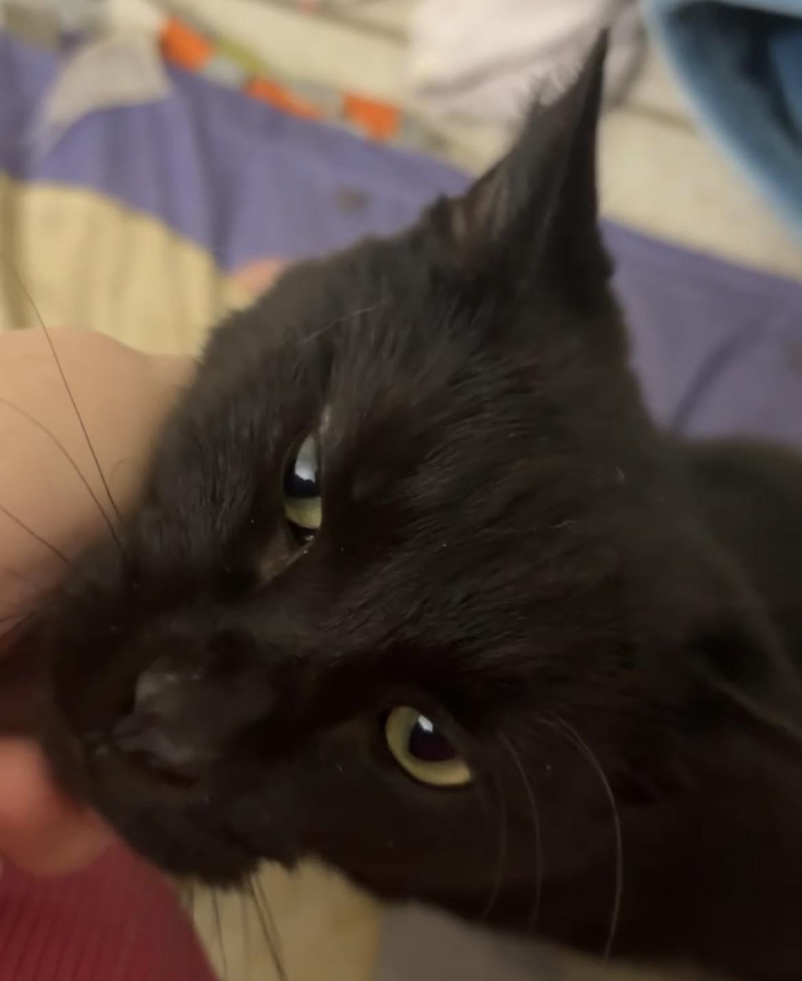 Enlarge Bhikkhu , a ADOPTABLE Domestic Short Hair in Greensboro, NC image 2/2