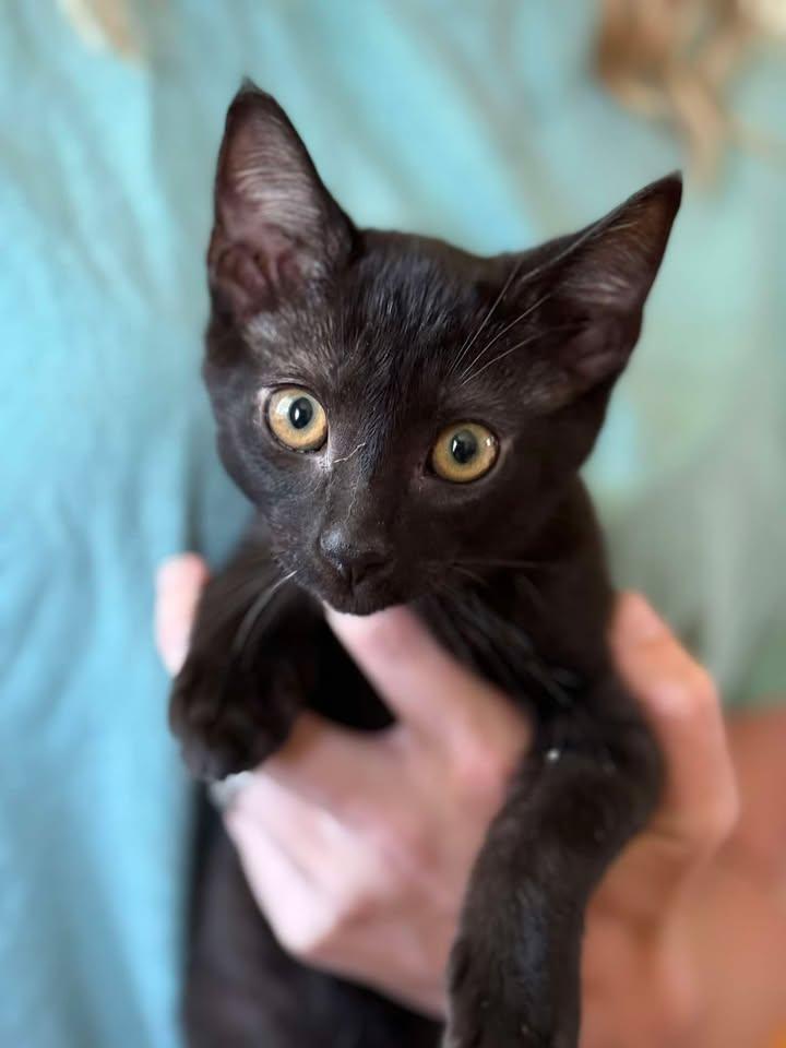 Larry, adoptable, Kitten Male Domestic Short Hair.