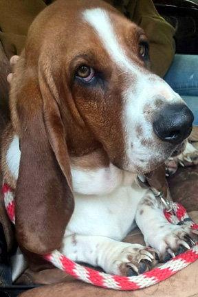 CASEY - ADOPTION PENDING!, Adoptable, Young Male Basset Hound.