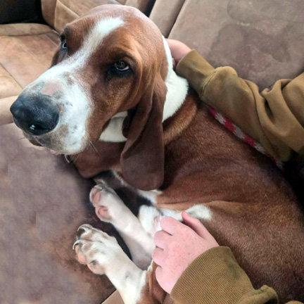 Enlarge CASEY - ADOPTION PENDING!, a Adoptable Basset Hound in Mays Landing, NJ image 2/3