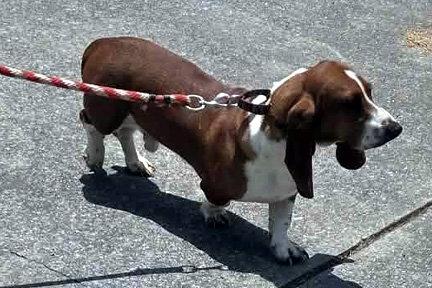 Enlarge CASEY - ADOPTION PENDING!, a Adoptable Basset Hound in Mays Landing, NJ image 3/3