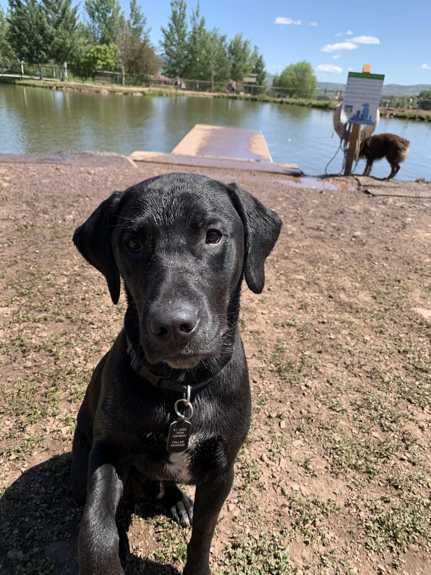 Hagrid (Bonded with Remy) -Spanish Fork, Utah, Adoptable, Adult Male Dalmatian & Golden Retriever.