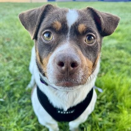 Rex, adopted, Adult Male Chihuahua.