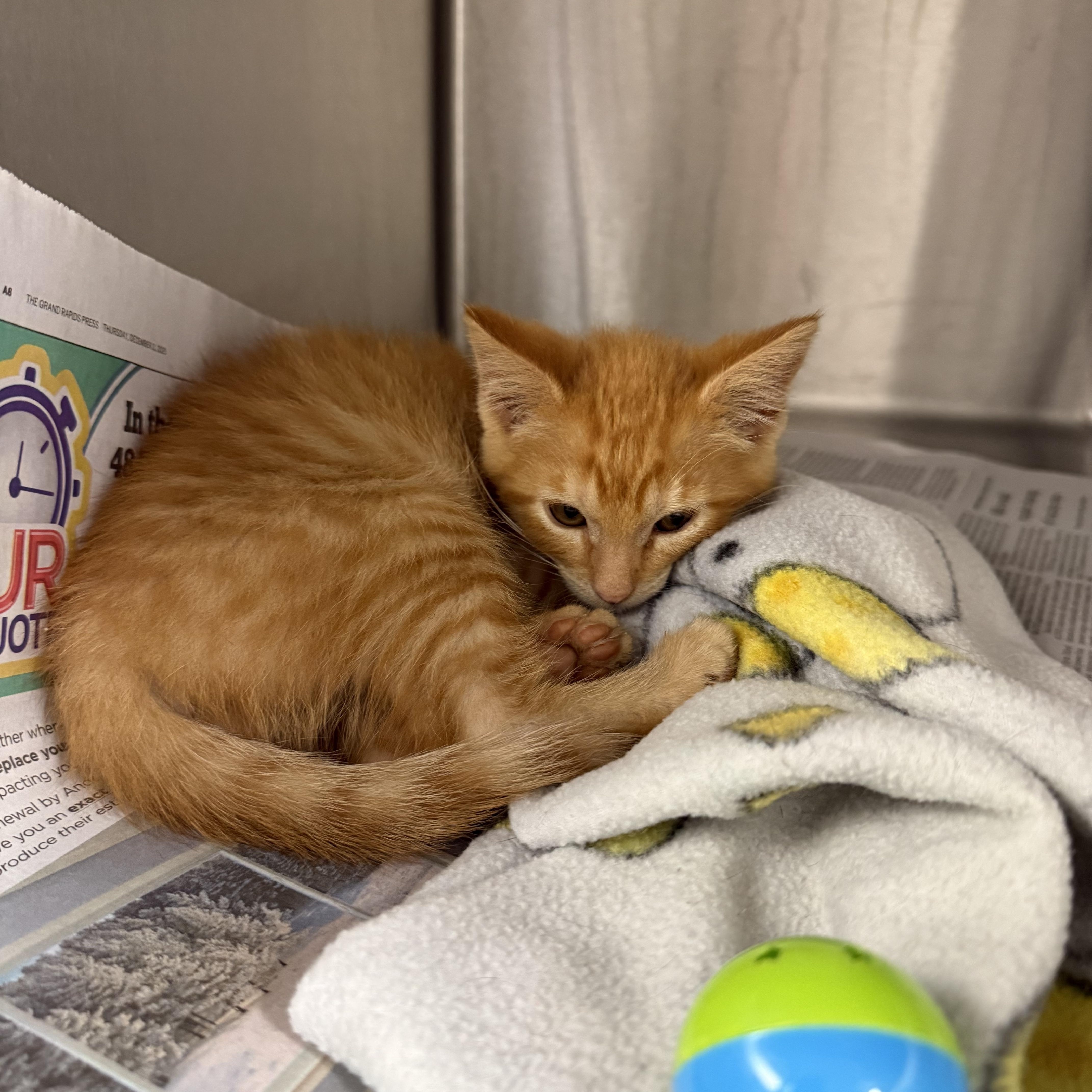 Enlarge Dejuan, a ADOPTABLE Domestic Short Hair in Grand Haven, MI image 5/5