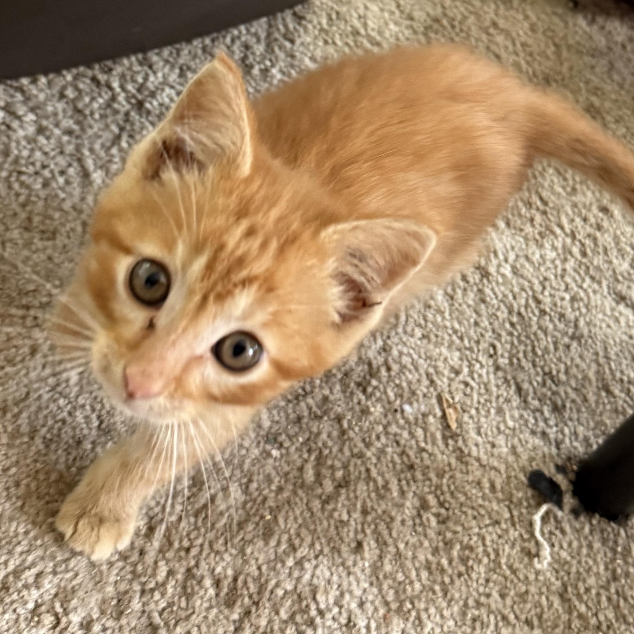 Dejuan, ADOPTABLE, Kitten Male Domestic Short Hair.