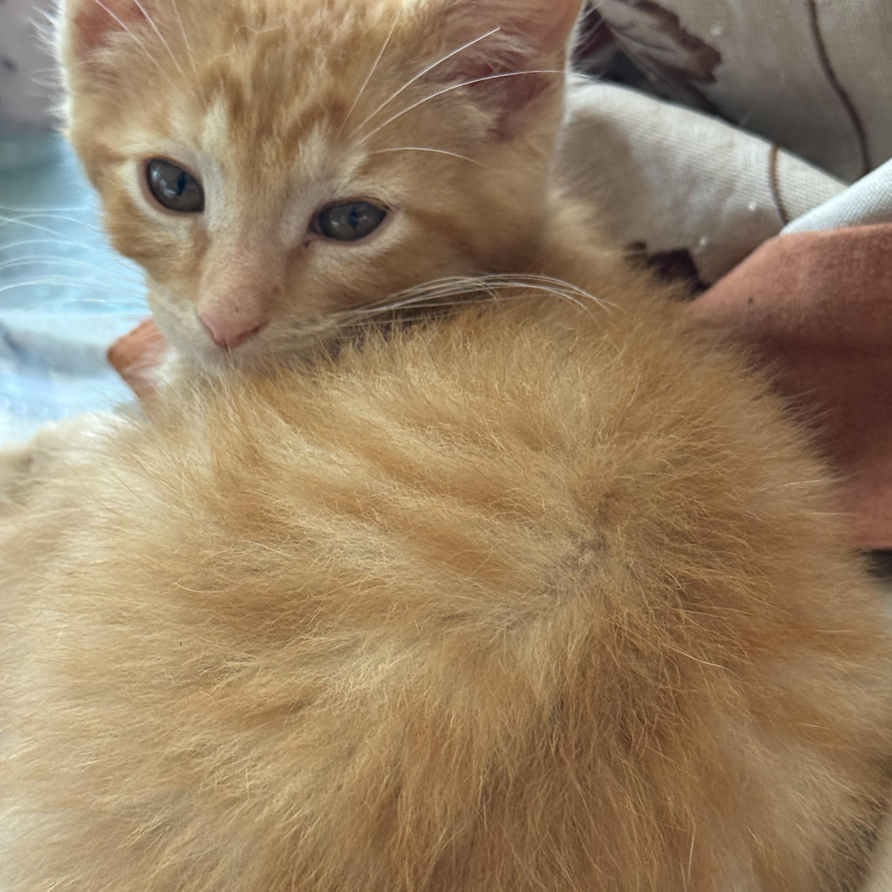 Enlarge Dejuan, a ADOPTABLE Domestic Short Hair in Grand Haven, MI image 4/5