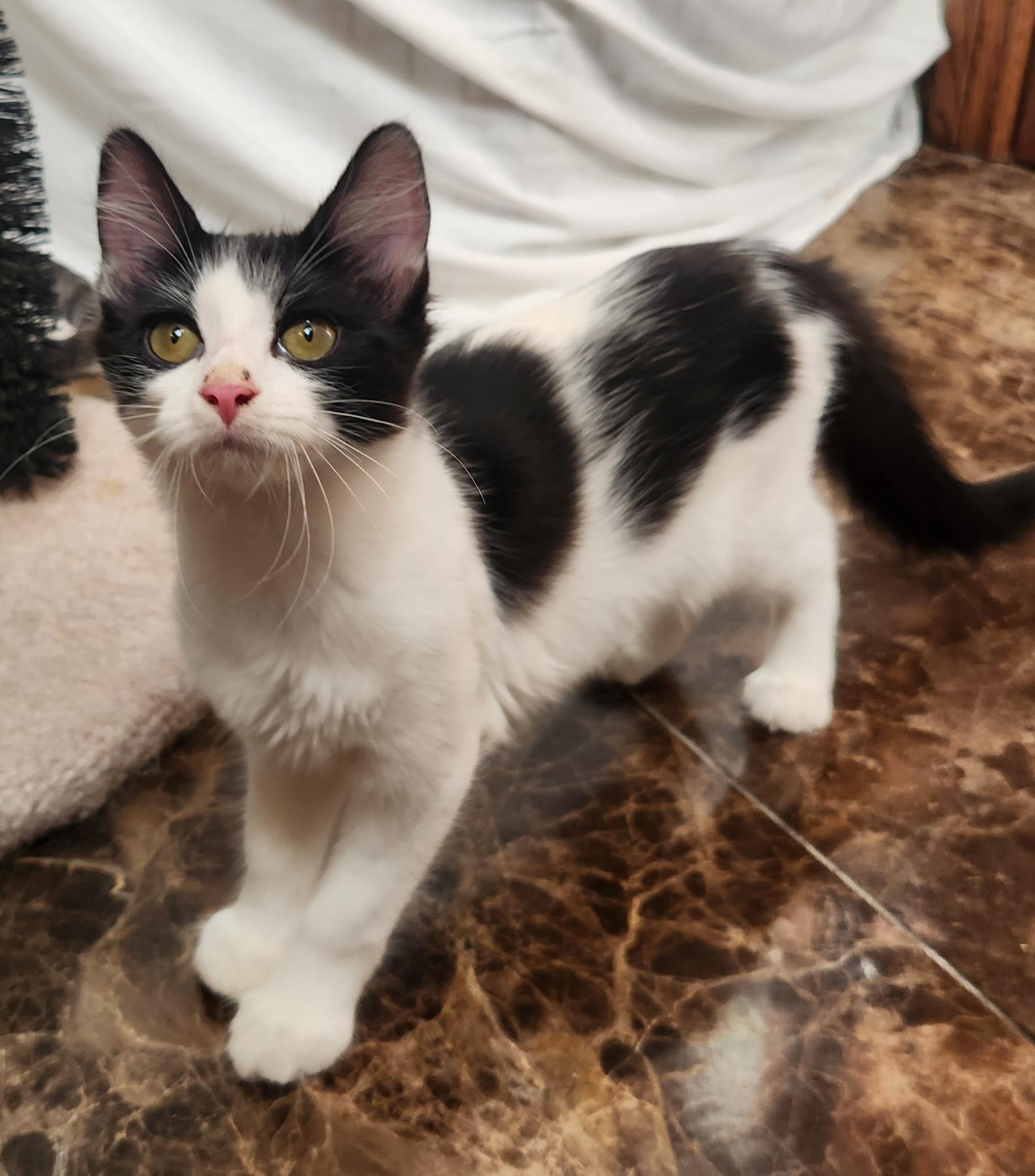 Waffles, Adoptable, Young Female Domestic Short Hair.