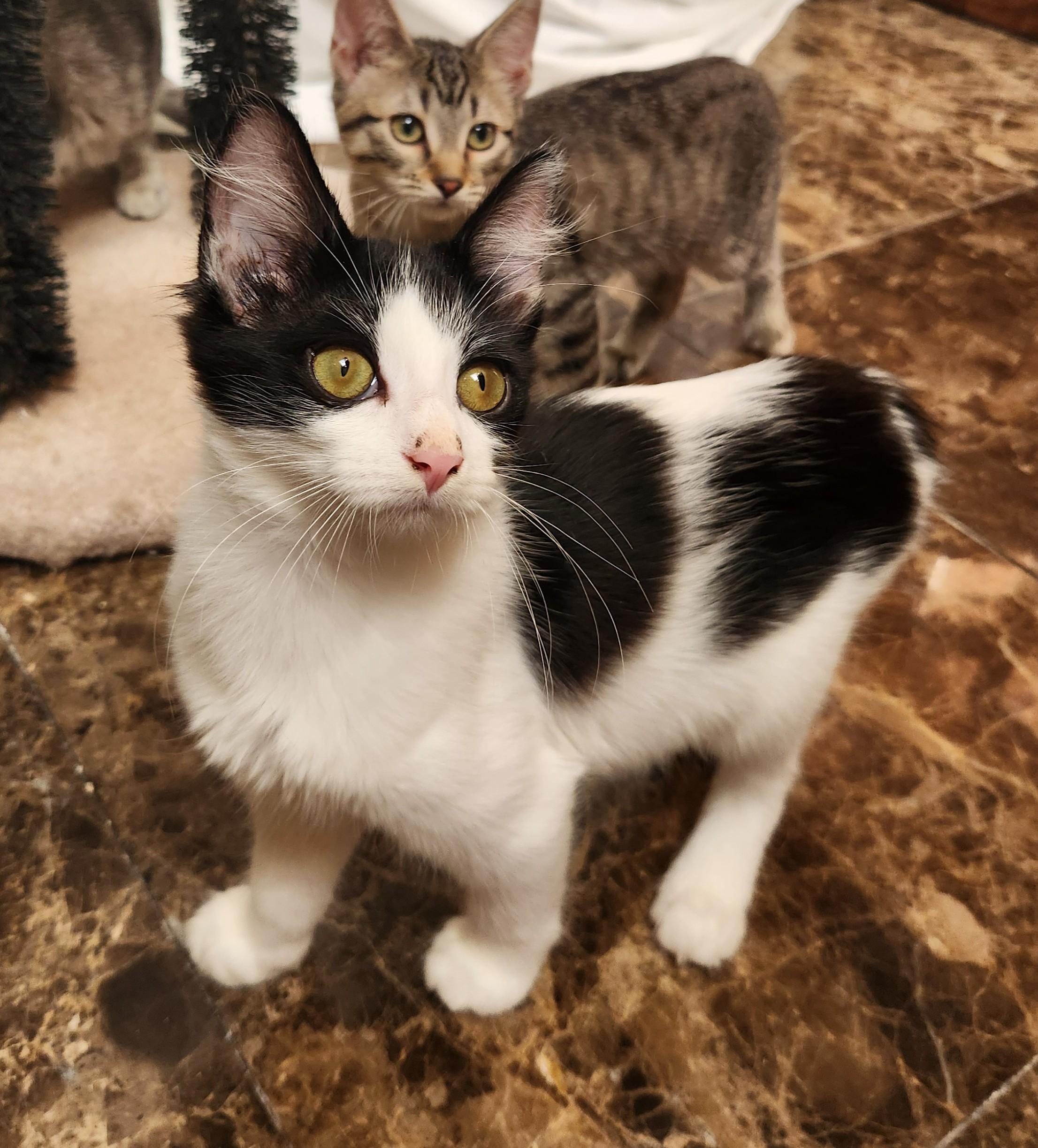 Enlarge Waffles, a Adoptable mixed breed in Oklahoma City, OK image 3/5