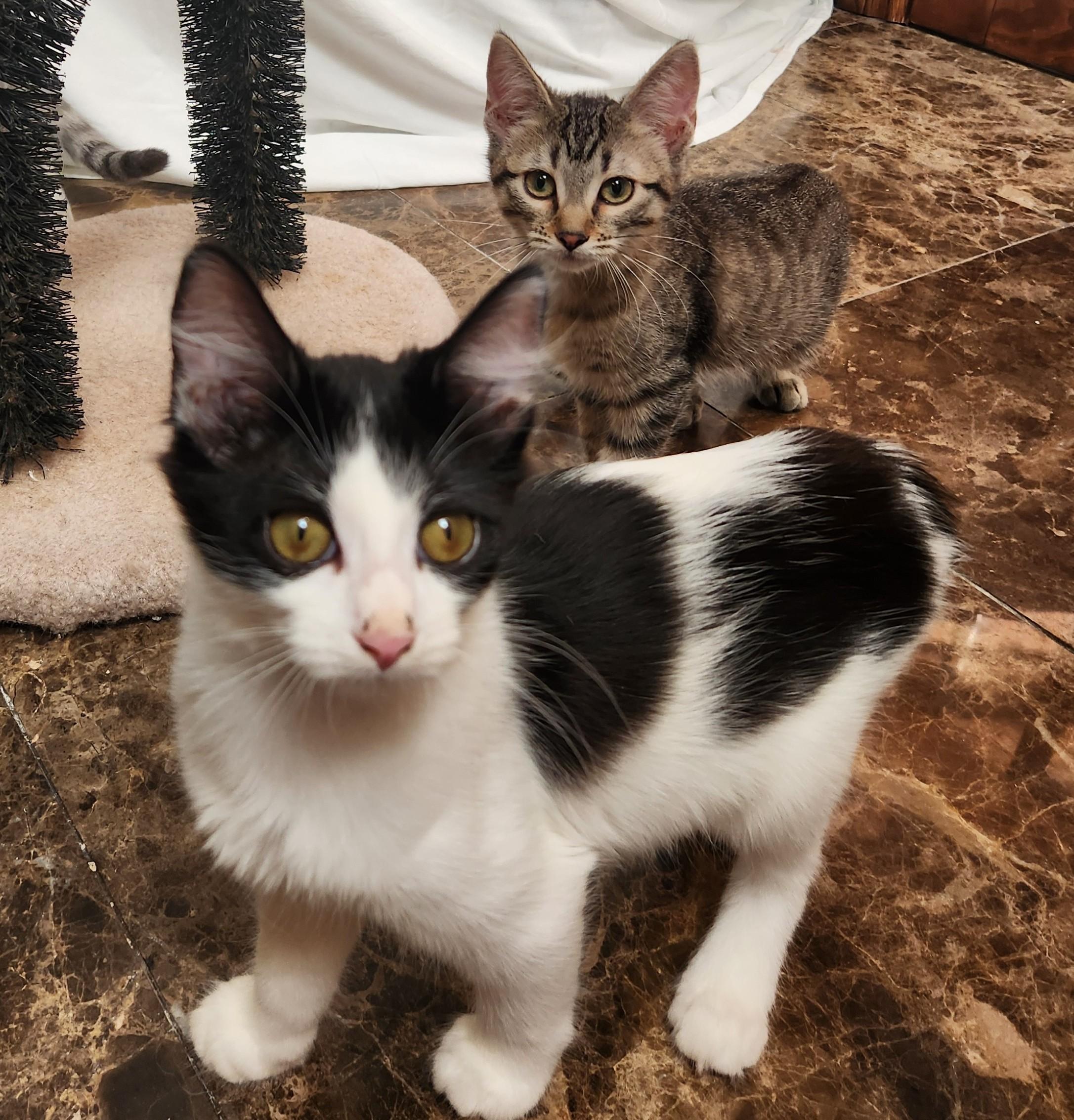 Enlarge Waffles, a Adoptable mixed breed in Oklahoma City, OK image 4/5