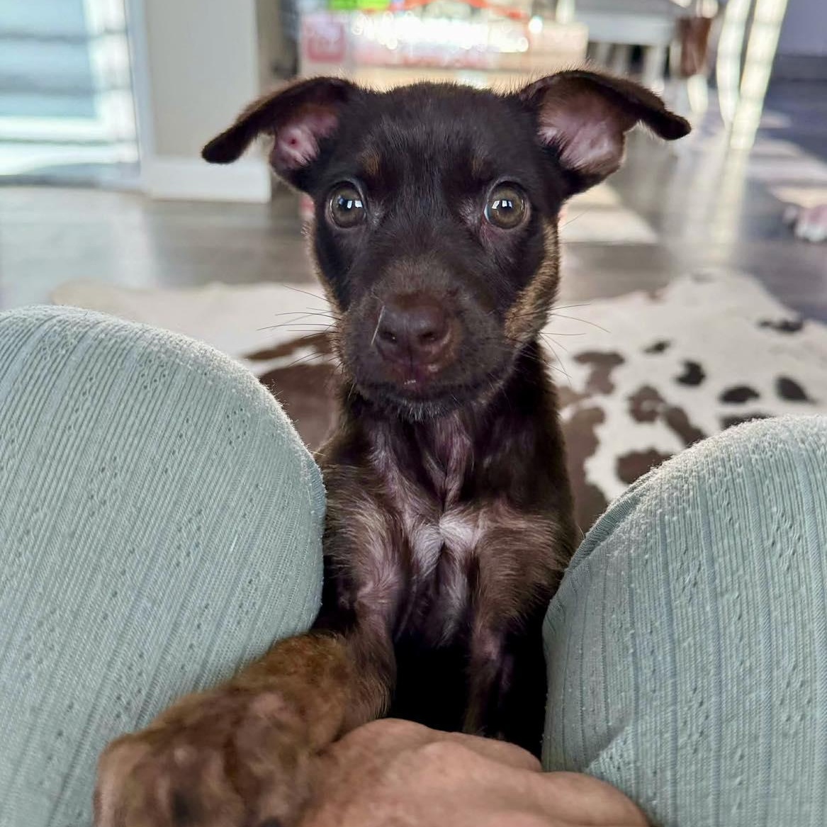 Xena, adopted, Puppy Female Doberman Pinscher & Labrador Retriever.