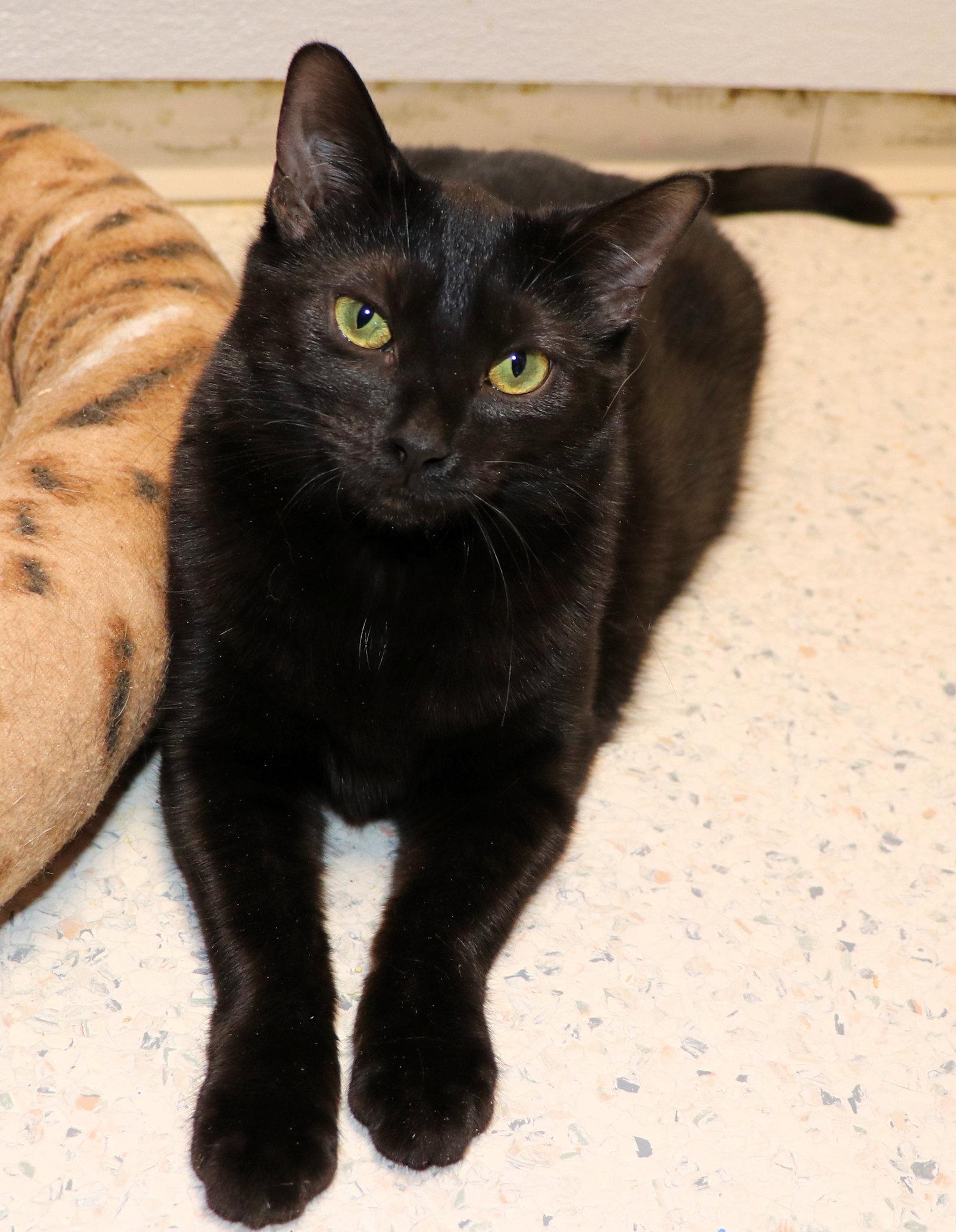 Enlarge Samara, a ADOPTABLE Domestic Short Hair in Cincinnati, OH image 3/3