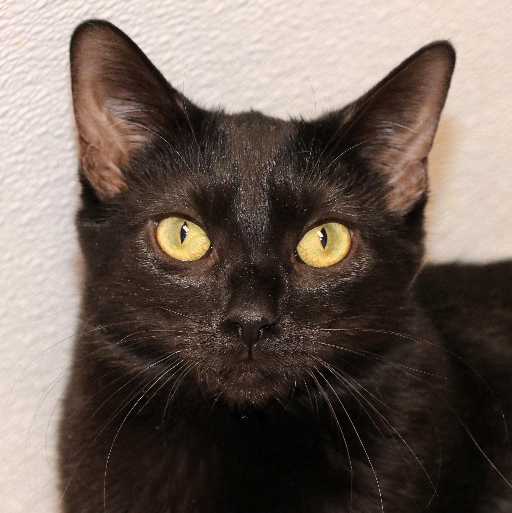 Enlarge Samara, a ADOPTABLE Domestic Short Hair in Cincinnati, OH image 1/3