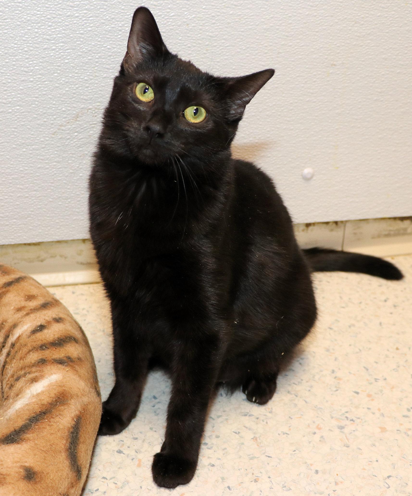 Enlarge Samara, a ADOPTABLE Domestic Short Hair in Cincinnati, OH image 2/3