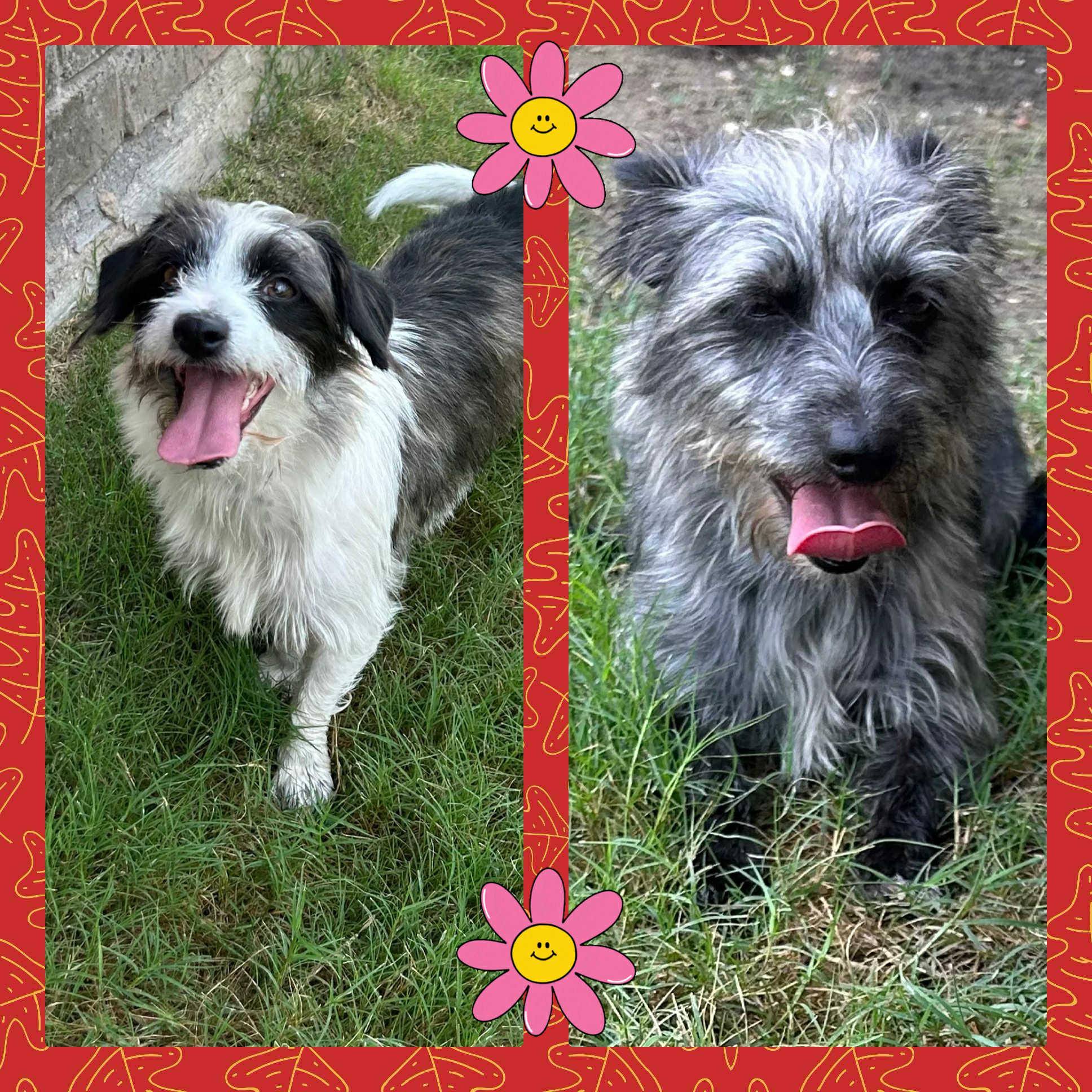 OZZIE AND HARRIET