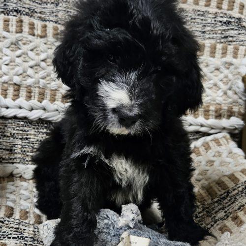 Alice, Adoptable, Puppy Female Poodle & Great Pyrenees.