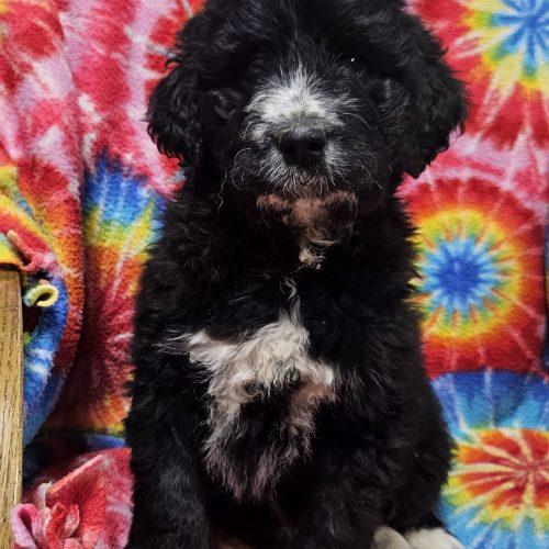 Enlarge Alice, a Adoptable mixed breed in Kirksville, MO image 2/5