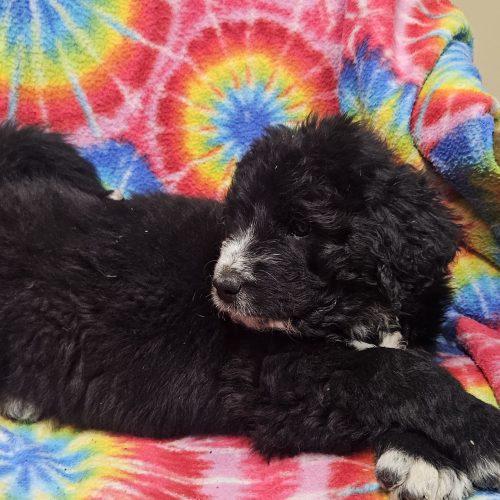 Enlarge Alice, a Adoptable mixed breed in Kirksville, MO image 3/5