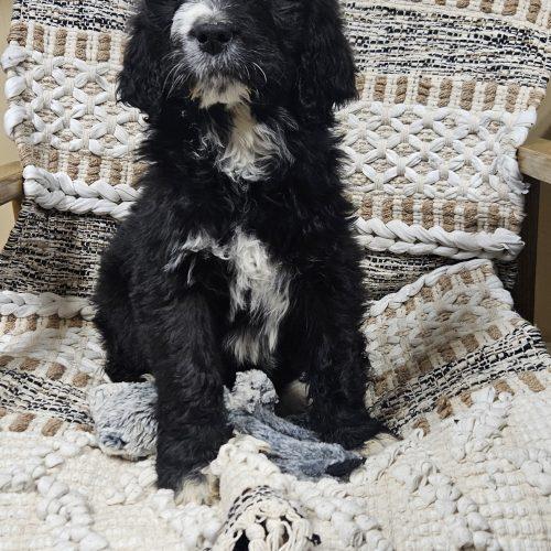 Enlarge Alice, a Adoptable mixed breed in Kirksville, MO image 4/5